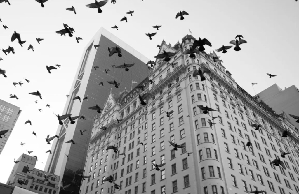 Black-and-white low-angle view of birds in flight above historic and modern New York City skyscrapers.